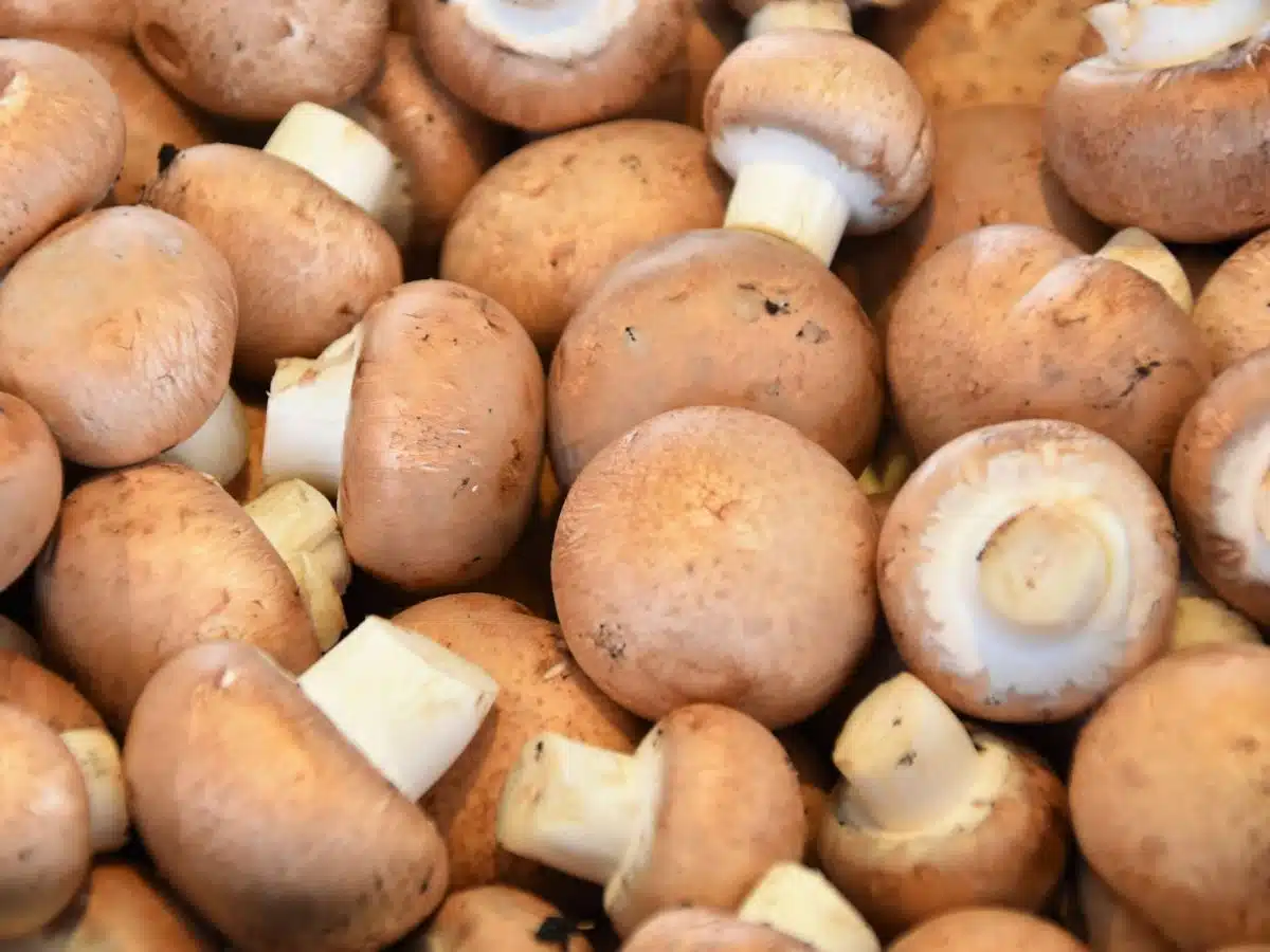A close up picture of button mushrooms.